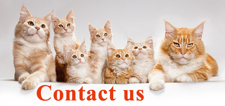 contact-us.jpg